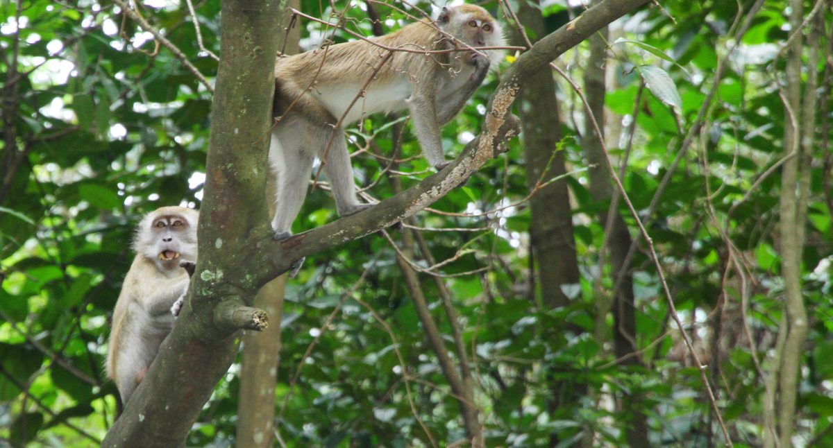 (版2头)大都会 / 沙登岭出现猴群并非新鲜事 /5图
