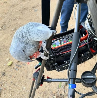 8只爆粗鹦鹉与92只乖鹦鹉同住受感化 结果令动物园惊喜