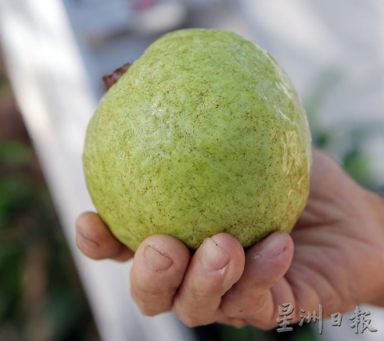 ★3月18日刊登/大霹雳封底主文/【农的传人】善用空间居家种植 潘星南省买菜钱