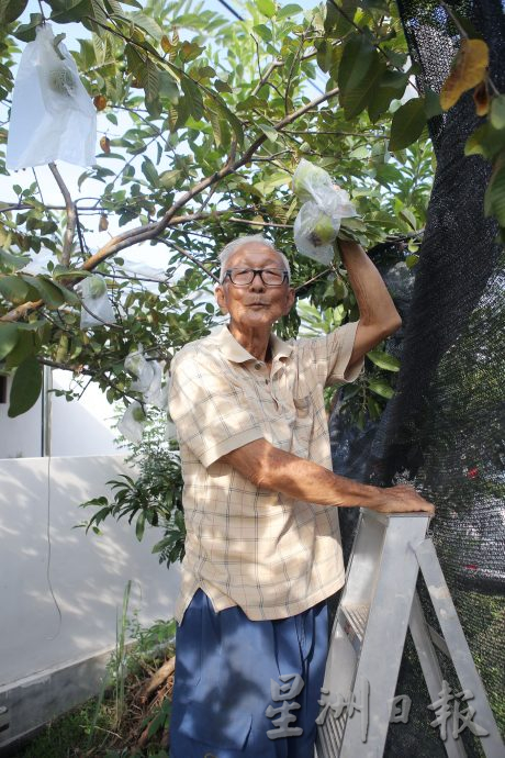 ★3月18日刊登/大霹雳封底主文/【农的传人】善用空间居家种植 潘星南省买菜钱