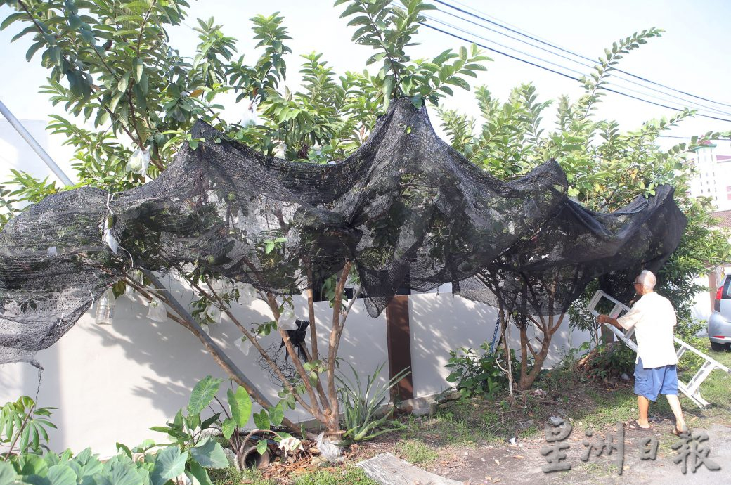 ★3月18日刊登/大霹雳封底主文/【农的传人】善用空间居家种植 潘星南省买菜钱