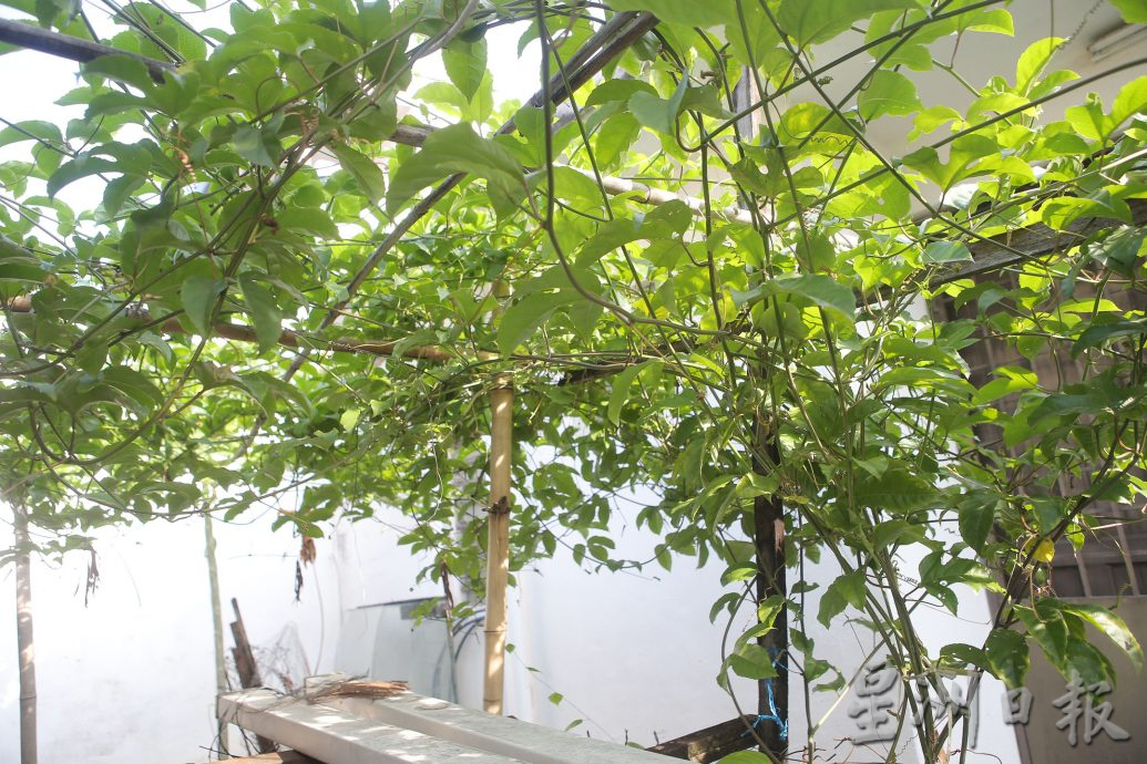 ★3月18日刊登/大霹雳封底主文/【农的传人】善用空间居家种植 潘星南省买菜钱