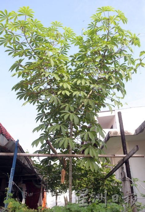 ★3月18日刊登/大霹雳封底主文/【农的传人】善用空间居家种植 潘星南省买菜钱