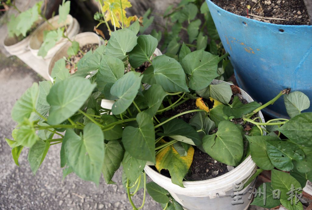 ★3月18日刊登/大霹雳封底主文/【农的传人】善用空间居家种植 潘星南省买菜钱