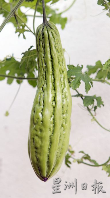 ★3月18日刊登/大霹雳封底主文/【农的传人】善用空间居家种植 潘星南省买菜钱