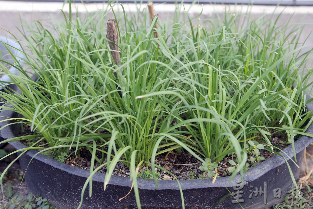 ★3月18日刊登/大霹雳封底主文/【农的传人】善用空间居家种植 潘星南省买菜钱