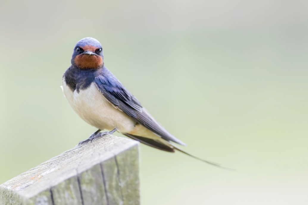 ★3月31日见报城人小说/失心箭猪·小燕子