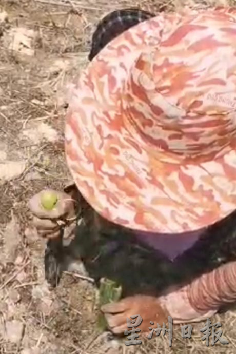 ★3月4日刊登／大霹雳封底主文／【农的传人】／福建人爱吃 过节抢手  刘译檒种槟榔芋头卖好价