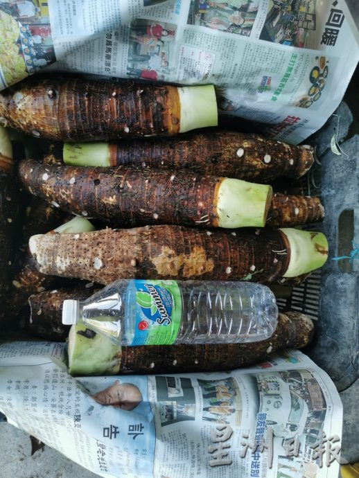 ★3月4日刊登／大霹雳封底主文／【农的传人】／福建人爱吃 过节抢手  刘译檒种槟榔芋头卖好价