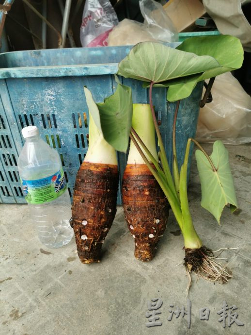 ★3月4日刊登／大霹雳封底主文／【农的传人】／福建人爱吃 过节抢手  刘译檒种槟榔芋头卖好价