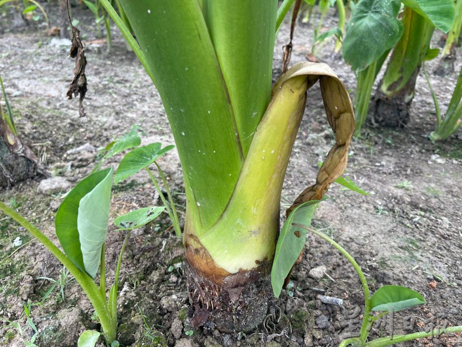 ★3月4日刊登／大霹雳封底主文／【农的传人】／福建人爱吃 过节抢手  刘译檒种槟榔芋头卖好价