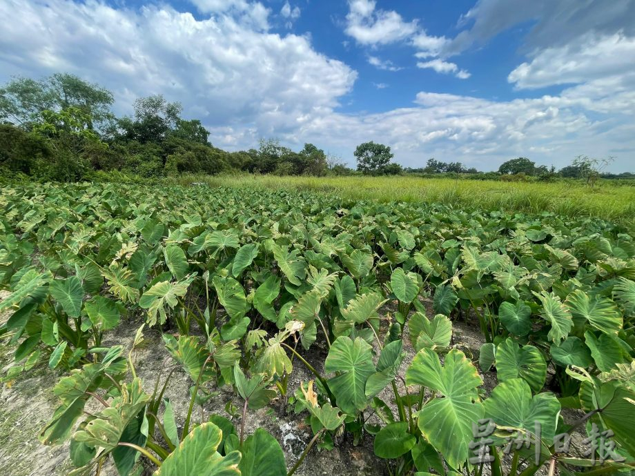 ★3月4日刊登／大霹雳封底主文／【农的传人】／福建人爱吃 过节抢手  刘译檒种槟榔芋头卖好价