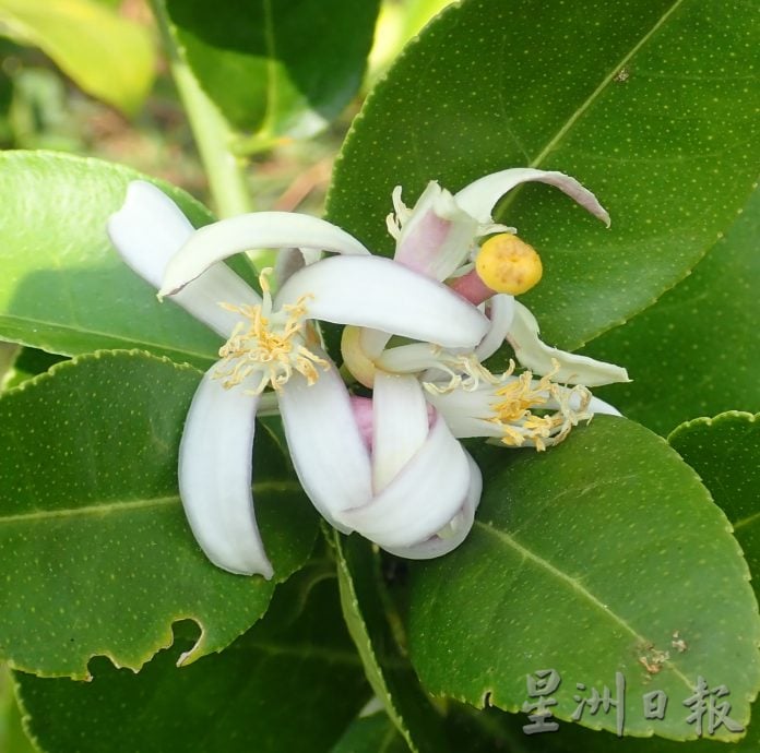 ★4月1日刊登／大霹雳封底主文／【农的传人】／暴打柠檬茶暴红 香水柠檬受追捧