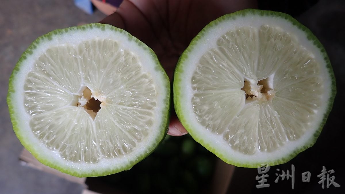 ★4月1日刊登／大霹雳封底主文／【农的传人】／暴打柠檬茶暴红 香水柠檬受追捧