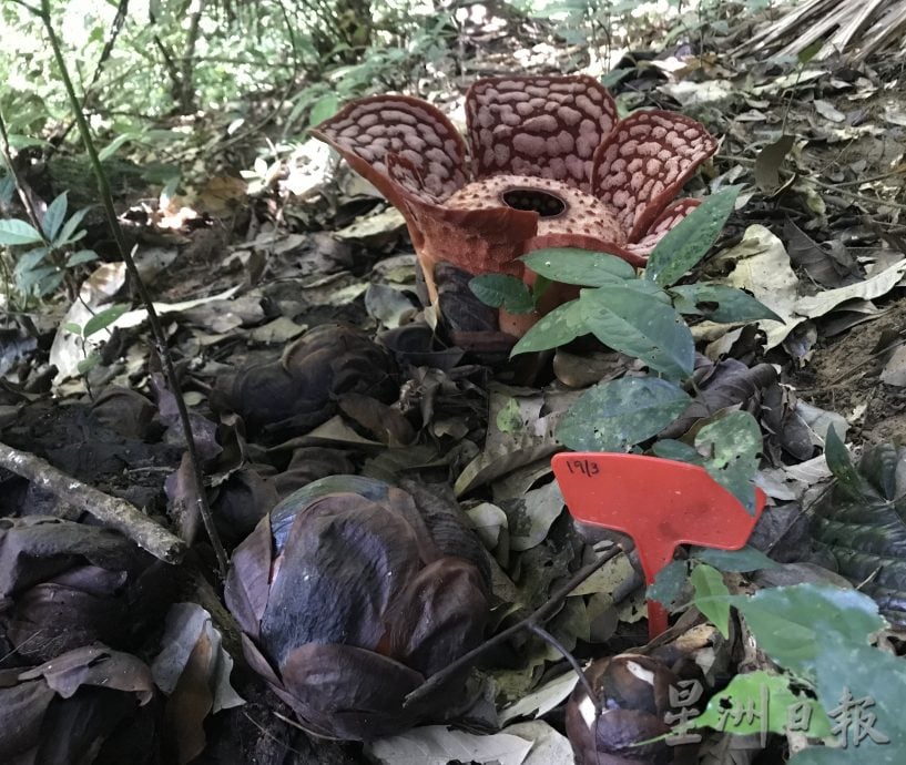 上霹雳青星山脉大王花 阿兹兰属“迷你版”