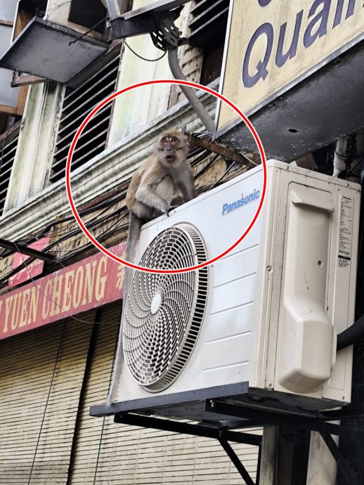 东：野猴常捣乱翻垃圾桶，商家希望野生动物局派人捕捉