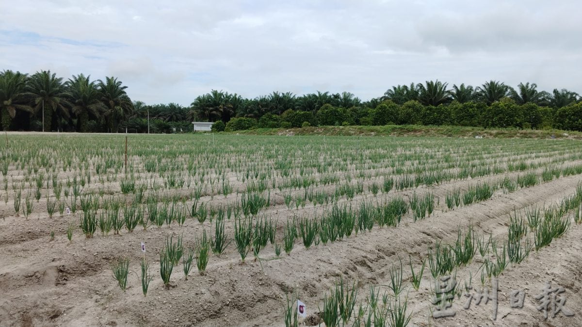 亚瑟古律：启动洋葱种植减倚赖入口
