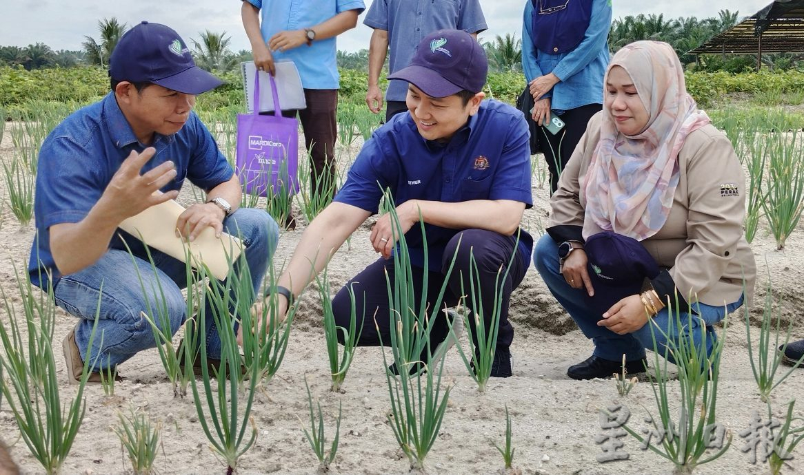 亚瑟古律：启动洋葱种植减倚赖入口
