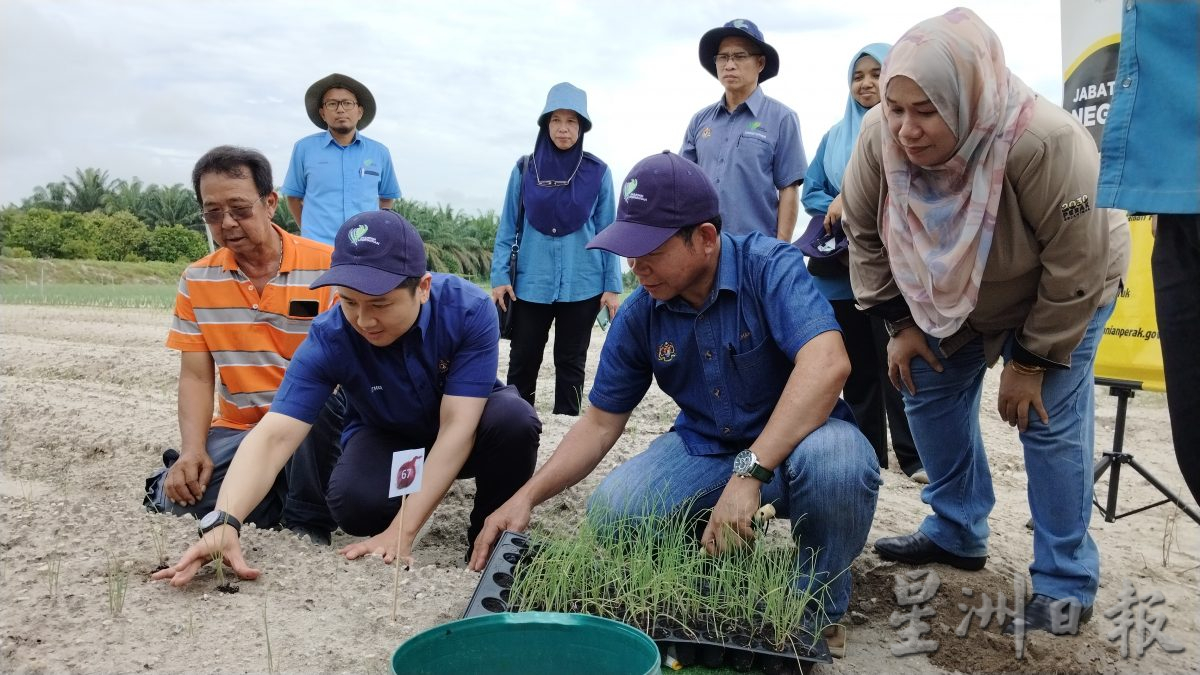 亚瑟古律：启动洋葱种植减倚赖入口