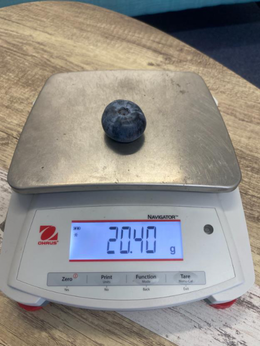 和台球那么大！澳洲果农种出超巨蓝莓打破世界纪录