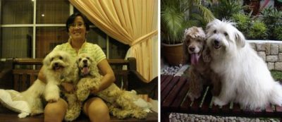 喜欢狗却无法养狗,兼职狗保姆满足弄狗为乐