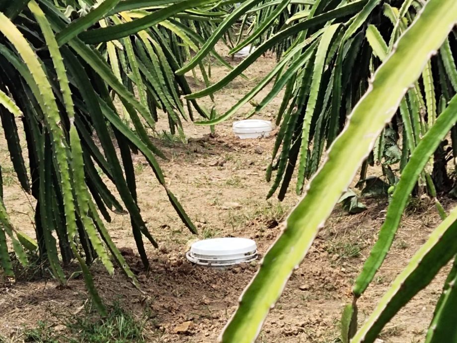 大都会/封面/火龙果抵挡不了酷热气候 茎叶花蕊枯萎凋谢