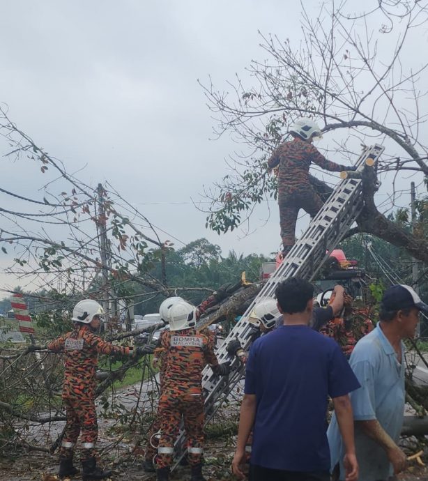 大都会:倒树导致雪邦双溪比力交通瘫痪