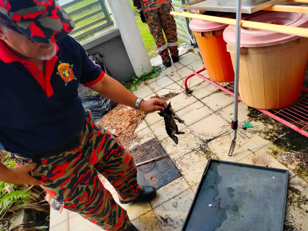 大都会:受困拉不出,志愿消防刷头救猫/3图