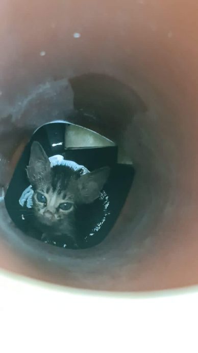 大都会:受困拉不出,志愿消防刷头救猫/3图