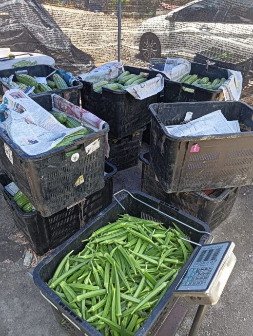 天晴收成好行情却不好 菜价便宜农夫苦哈哈