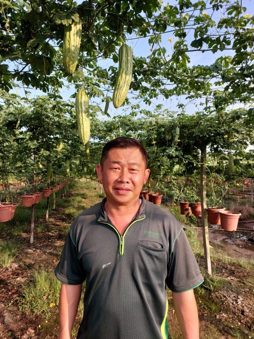 天晴收成好行情却不好 菜价便宜农夫苦哈哈