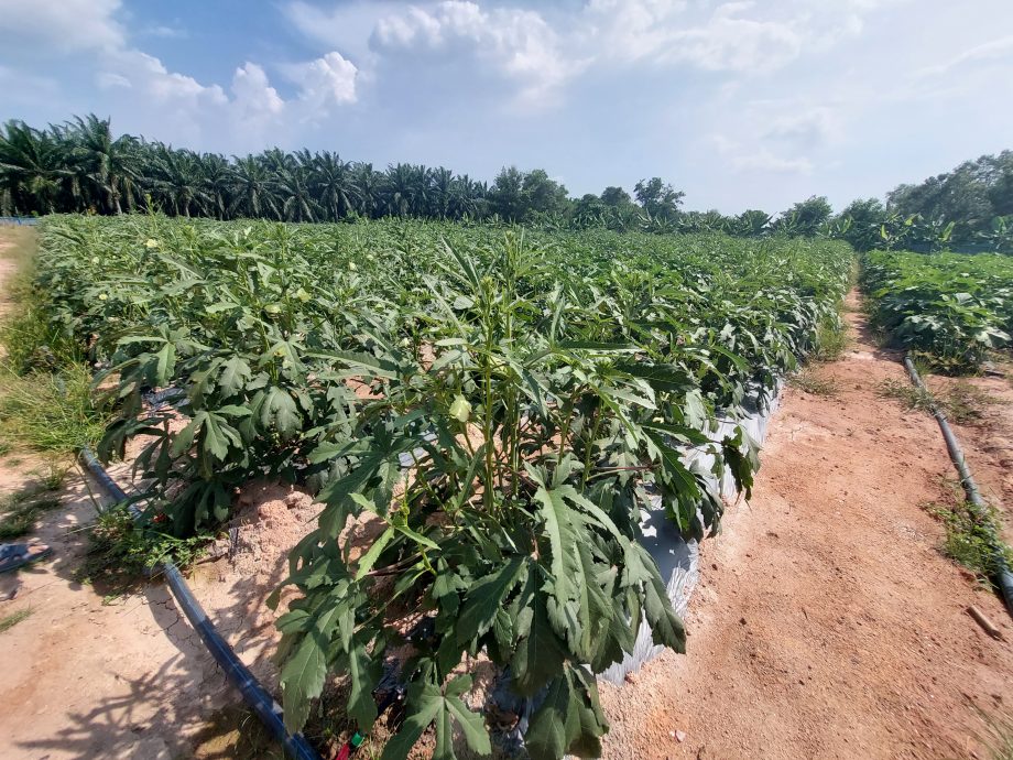 天晴收成好行情却不好 菜价便宜农夫苦哈哈