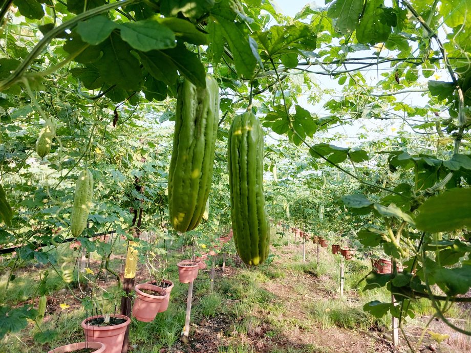 天晴收成好行情却不好 菜价便宜农夫苦哈哈
