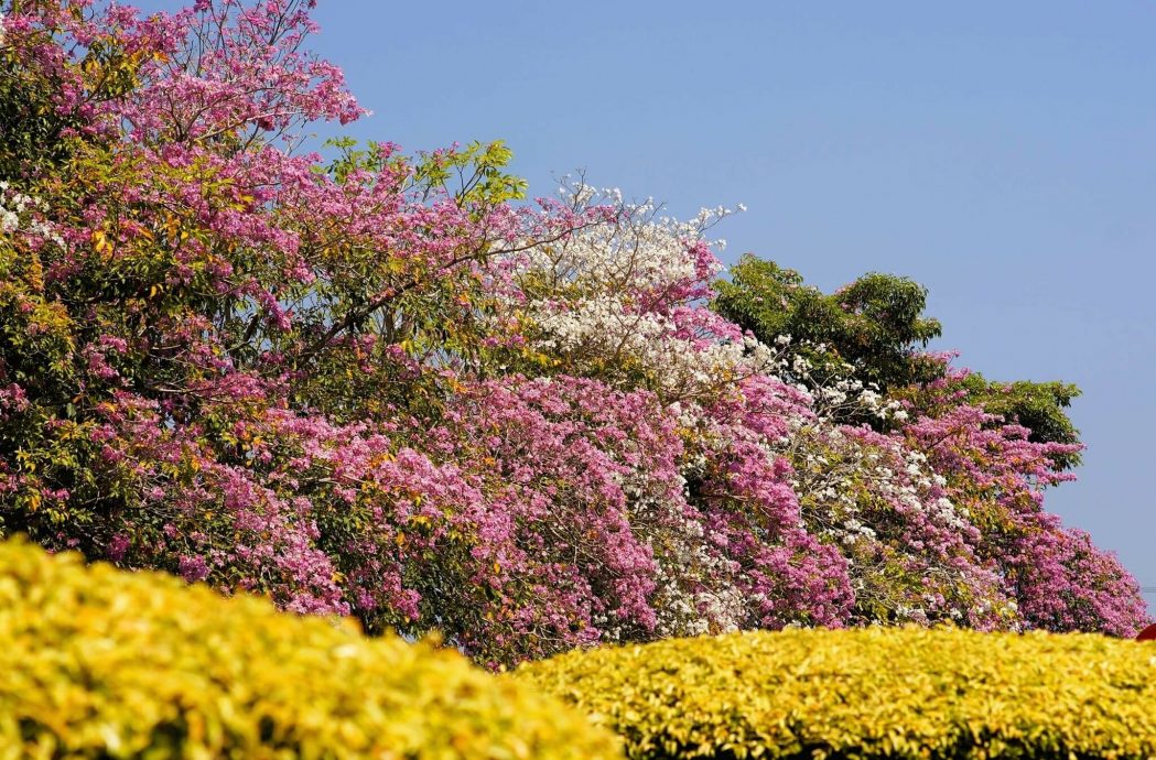 天气热爆 亚庇兵南邦风铃木热情绽放
