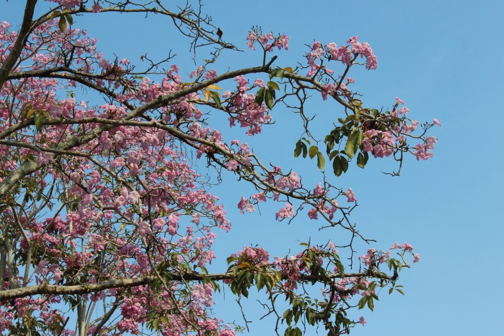 天气热爆 亚庇兵南邦风铃木热情绽放