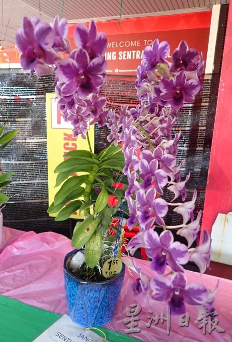 太平兰花展 百花争妍夺艳