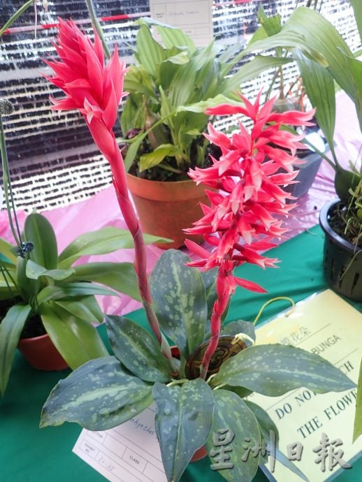 太平兰花展 百花争妍夺艳