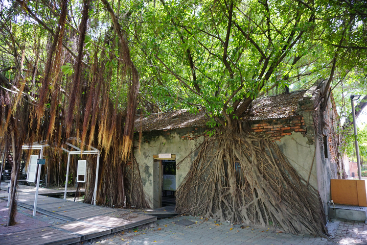 安平树屋竟遭误标成“tree mouse”树鼠!议员痛批市府:贻笑大方