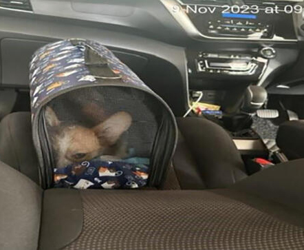 *已签发*柔：狮城二三事：助载送走私猫狗  男判监36周