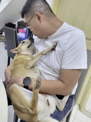 恶霸律师也有柔情──家有4狗1猫,平等爱它们