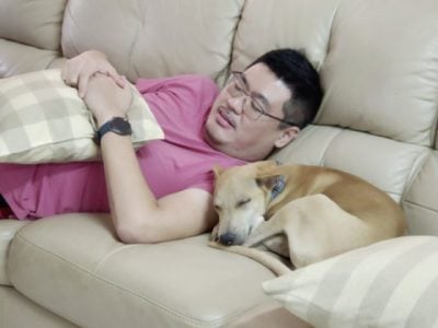 恶霸律师也有柔情──家有4狗1猫,平等爱它们