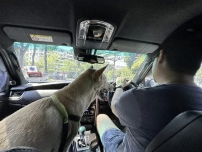 恶霸律师也有柔情──家有4狗1猫,平等爱它们