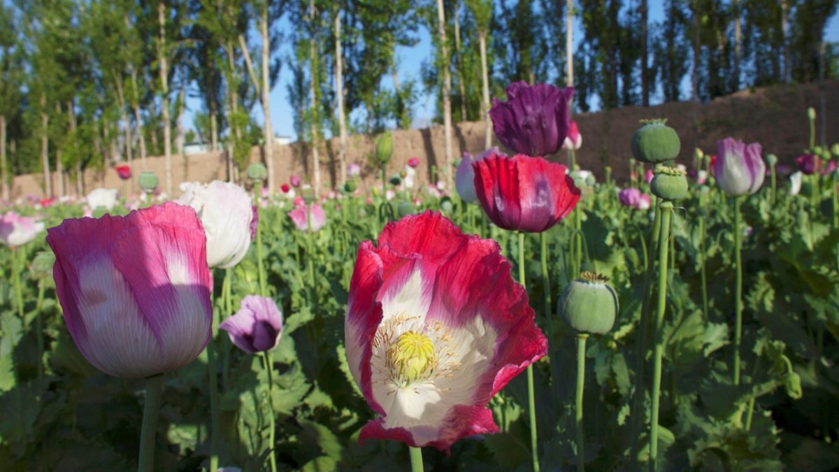 战乱阻农产品出口 农民改种罂粟 缅甸成最大鸦片生产国