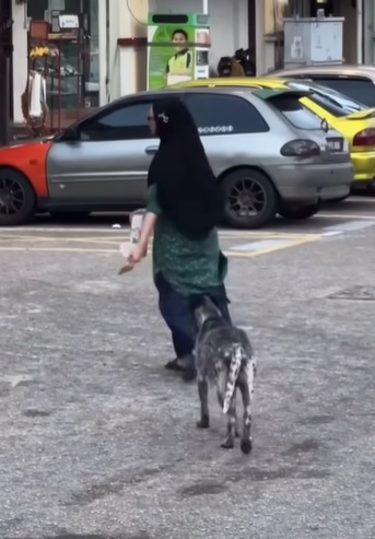 把流浪狗引到路边喂食 巫裔摊贩获网赞