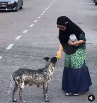 把流浪狗引到路边喂食 巫裔摊贩获网赞