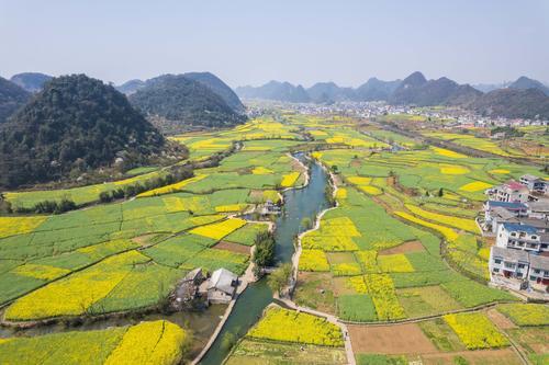 拚图未签)贵州西秀鲍家屯油菜花开春景美