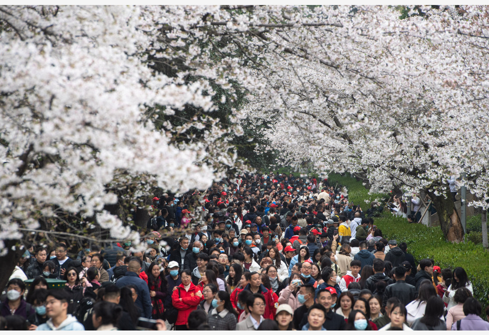 拚图)武汉大学赏樱　公众须预约入校