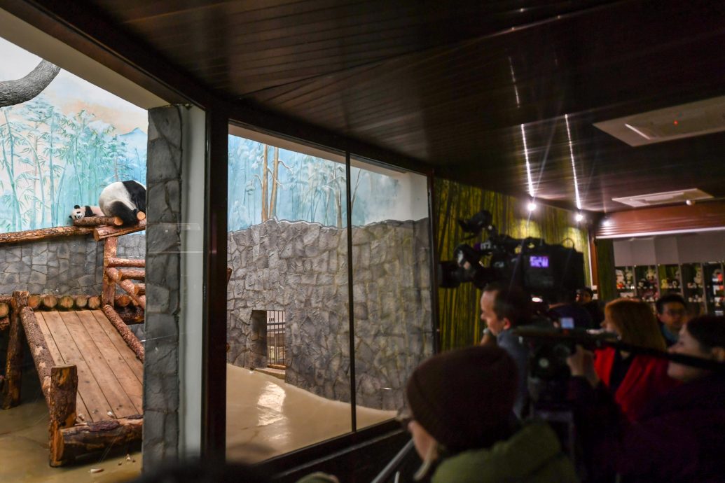 拼盘∕俄罗斯出生大熊猫幼崽“喀秋莎”首次亮相