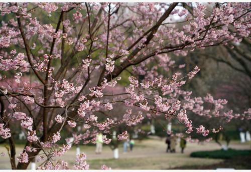 春季提早来临北半球 科学家:或是有史以来最温暖2月