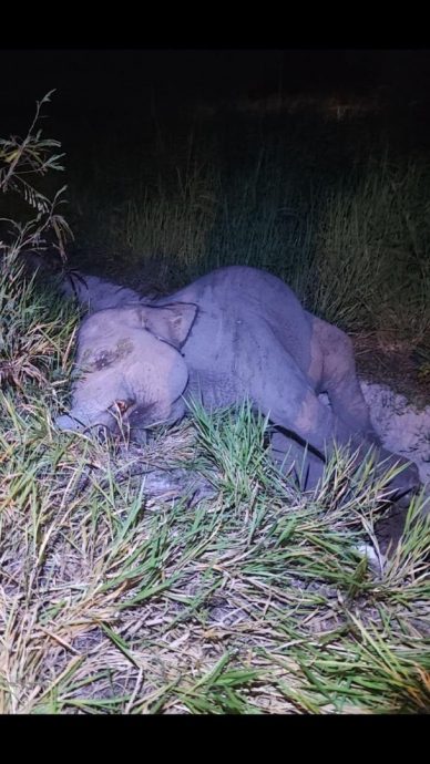 柔：​越铁轨遭驶过火车撞上  小象伤重毙命火车前侧凹陷损坏